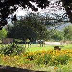 King City - Spring 2011